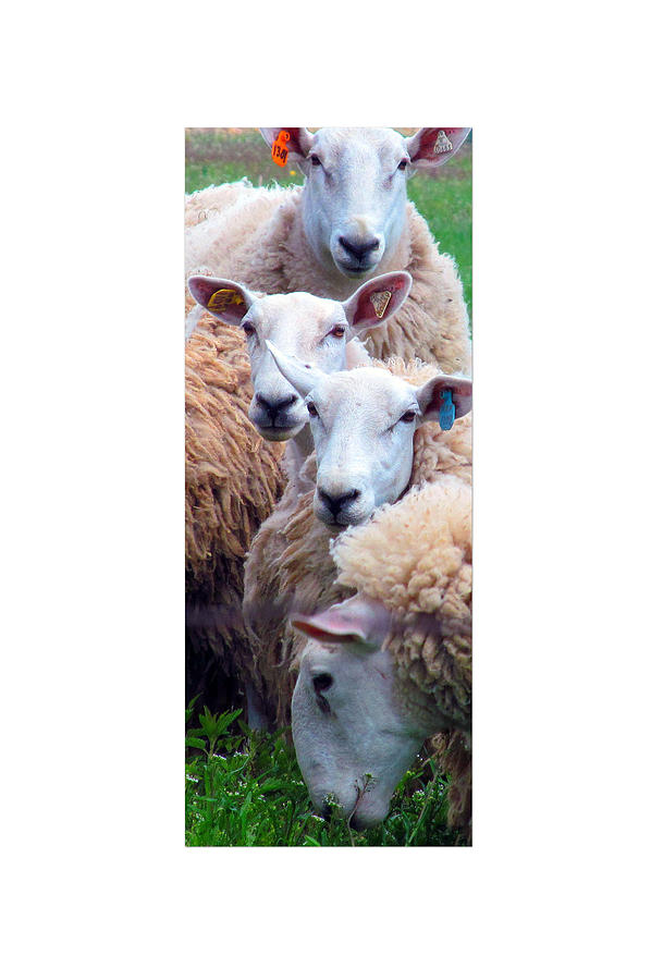 Sheep Photograph - Ready For Close Up ? by Tina M Wenger