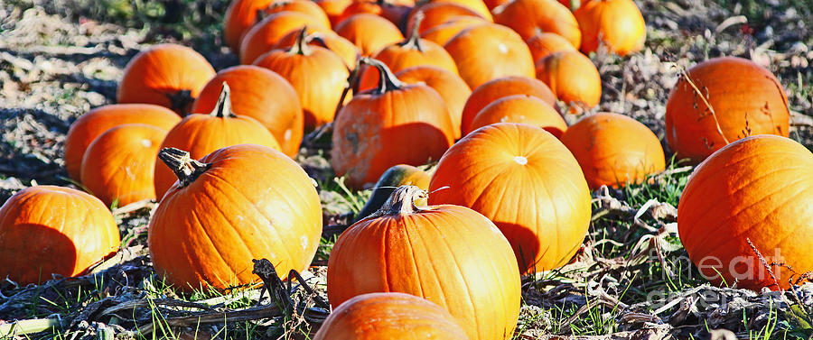 Ready for Harvest Photograph by Laura Mace Rand - Fine Art America