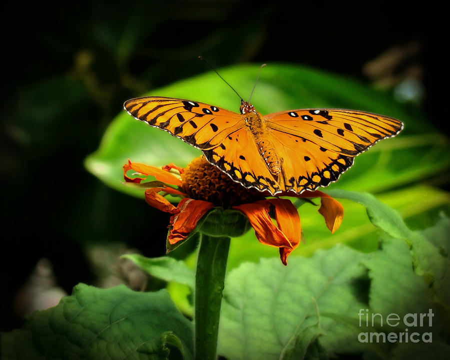Butterfly Photograph - Ready For Liftoff by Sue Melvin