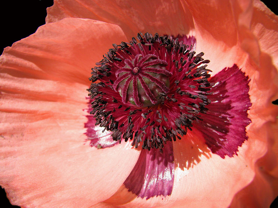Ready-for-My-Close-Up Poppy - Floral Photographic Art - Flowers - Poppy Macro Photograph by Brooks Garten Hauschild