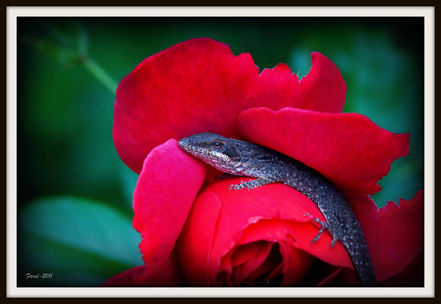 Ready for Romance Photograph by Farol Tomson