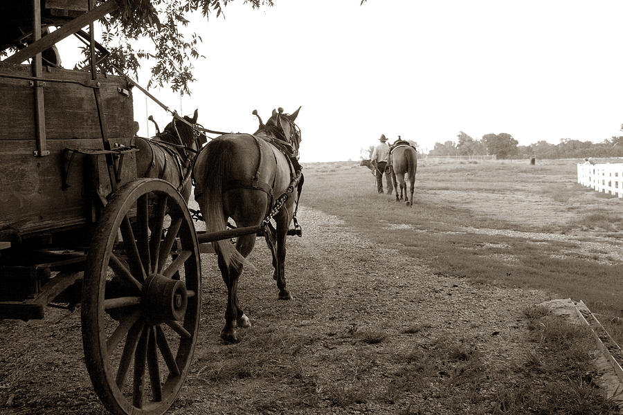 Horse Photograph - Ready for Sundown by Toni Hopper