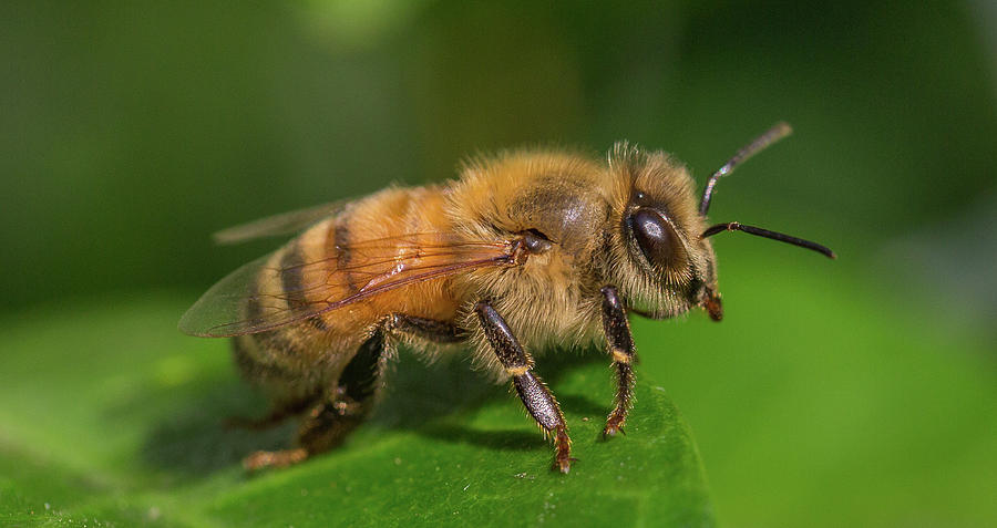 Ready For Take-Off, Apis mellifera Photograph by Christy Cox