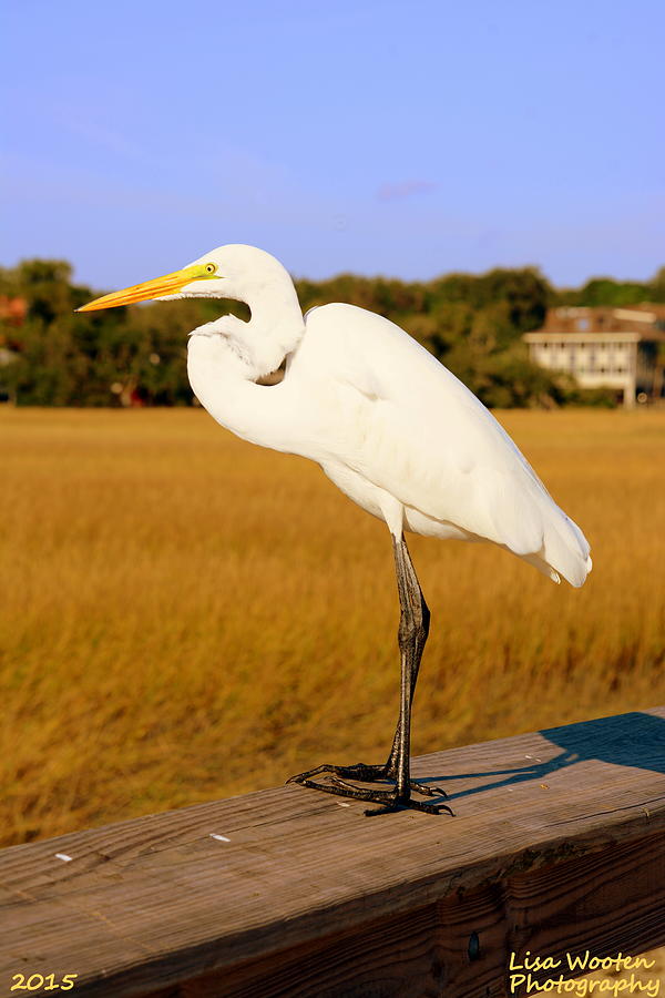 Egret Photograph - Ready For Take Off by Lisa Wooten