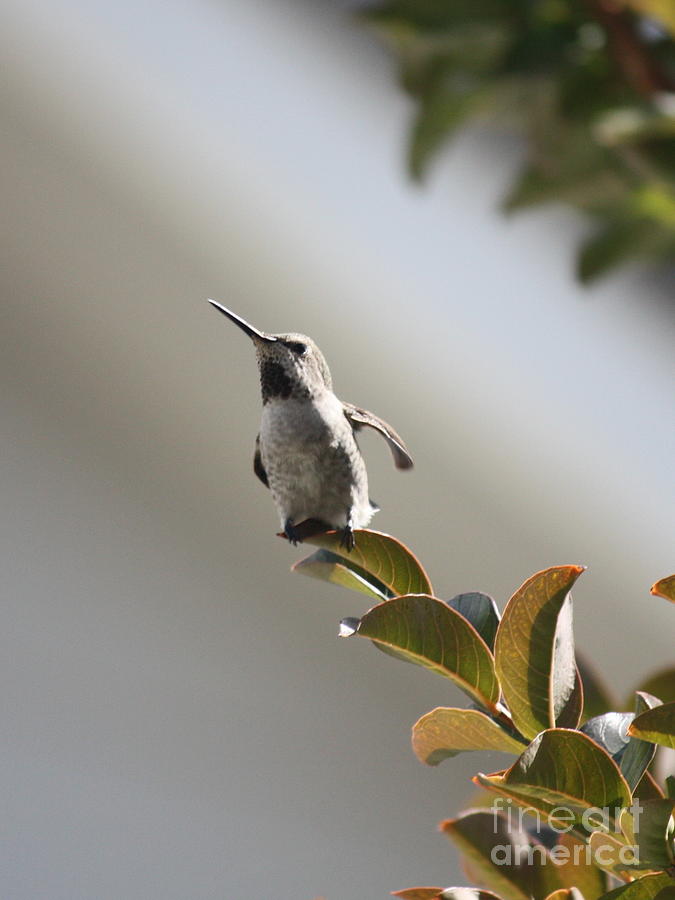 Hummingbird Photograph - Ready for Takeoff by Carol Groenen