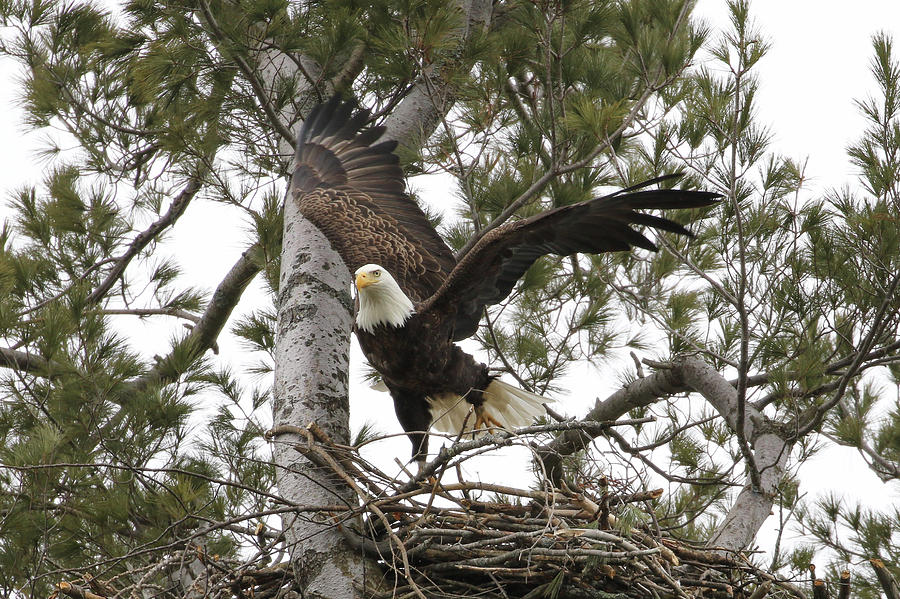 Ready for Takeoff Photograph by Debbie Storie - Fine Art America