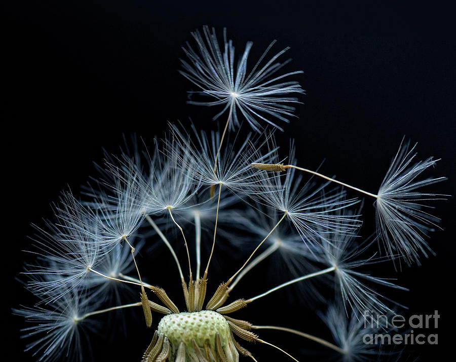Nature Photograph - Ready For the Wind by Claudia Kuhn