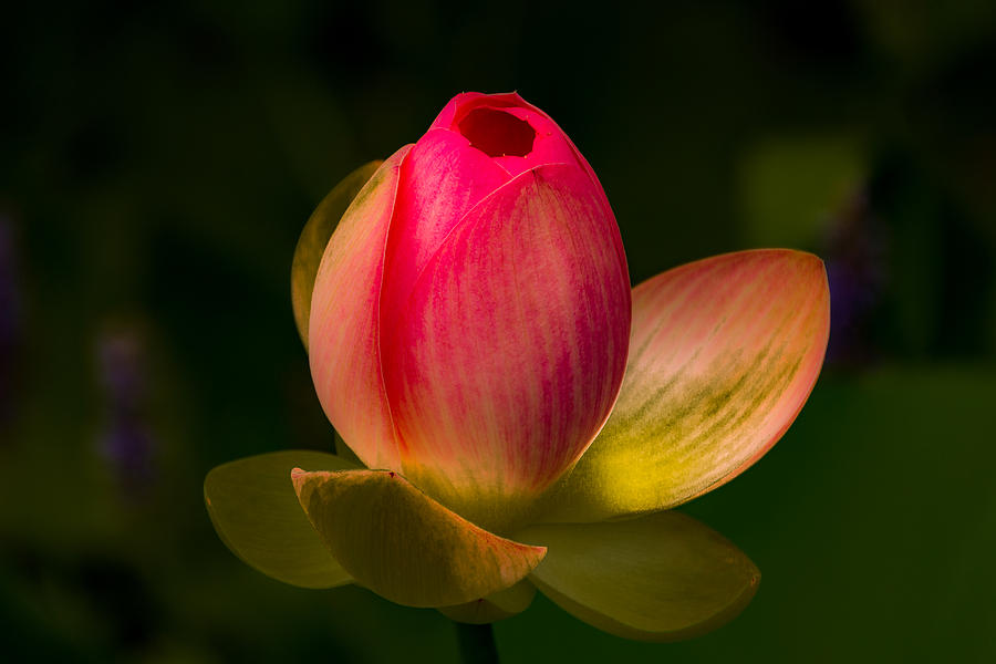Ready to Bloom Photograph by Jay Stockhaus