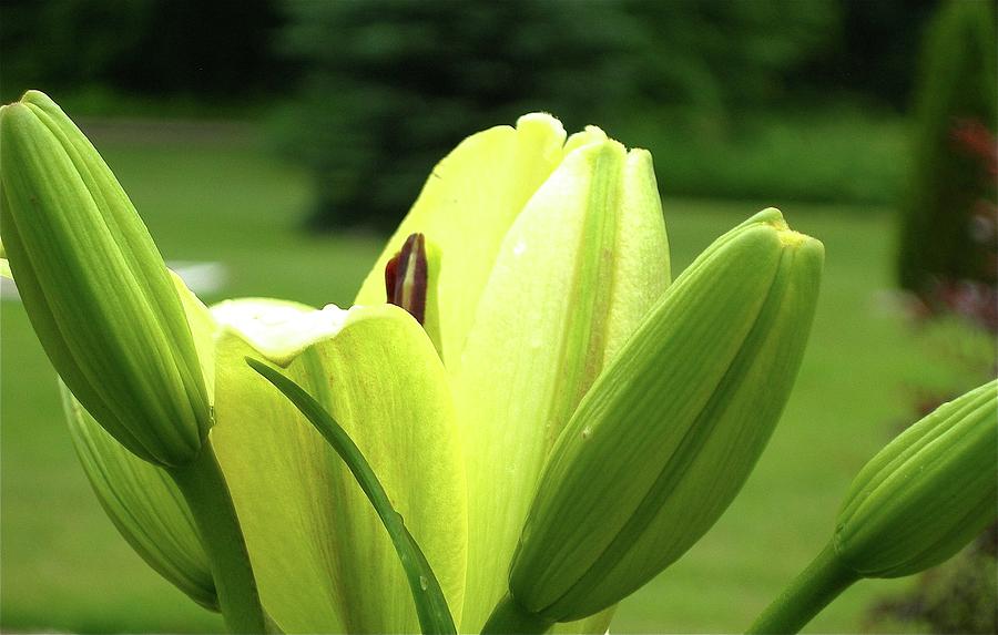 Ready to Blossom Photograph by Randy Rosenberger