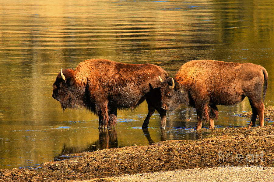 Ready To Cross The Yellowstone Photograph by Adam Jewell