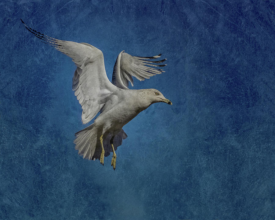 Seagull Digital Art - Ready to Land by Ernest Echols