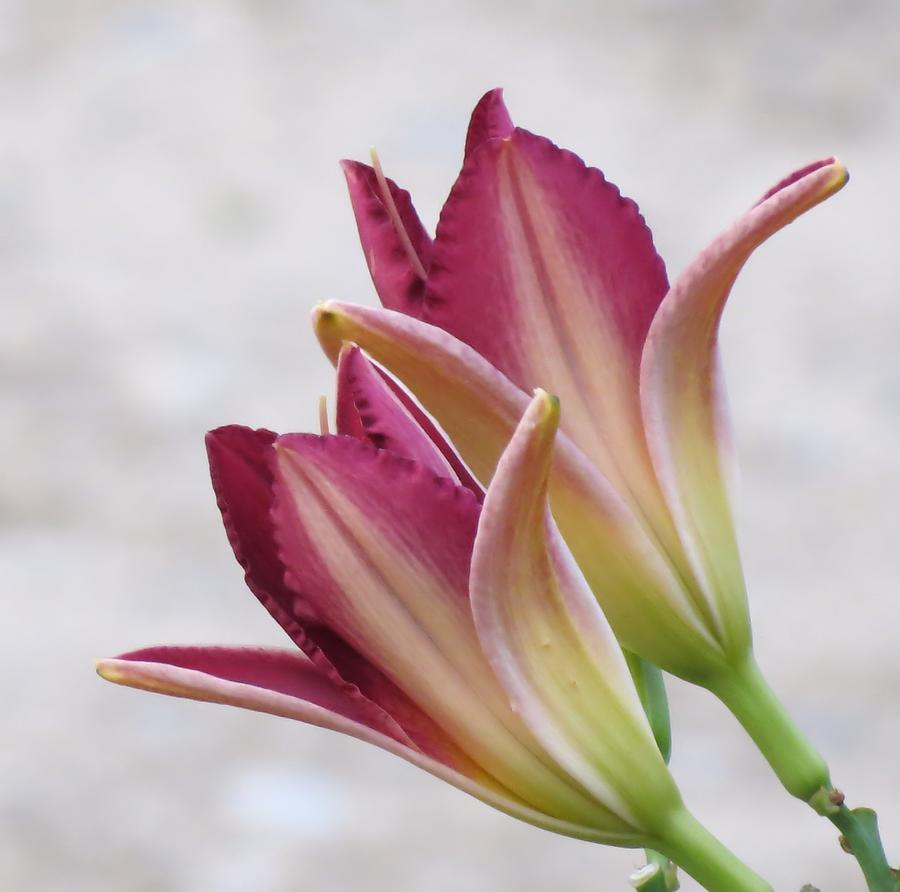Lily Photograph - Ready to Open by MTBobbins Photography