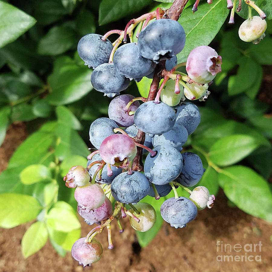 Blueberry Photograph - Ready to pick blueberries? by R V James