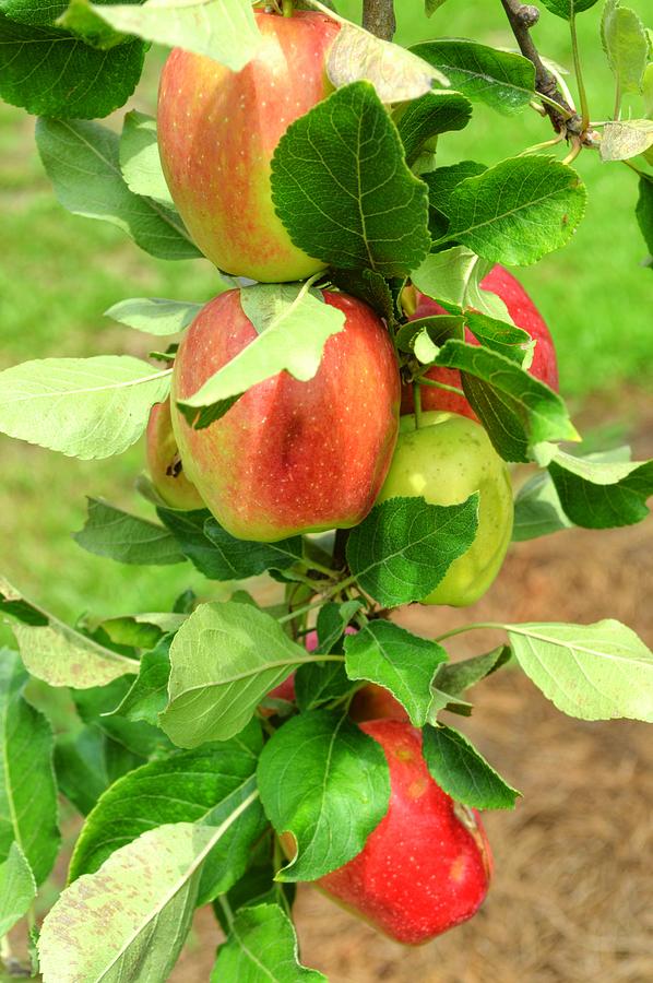 Apple Photograph - Ready to Pick by Linda Covino