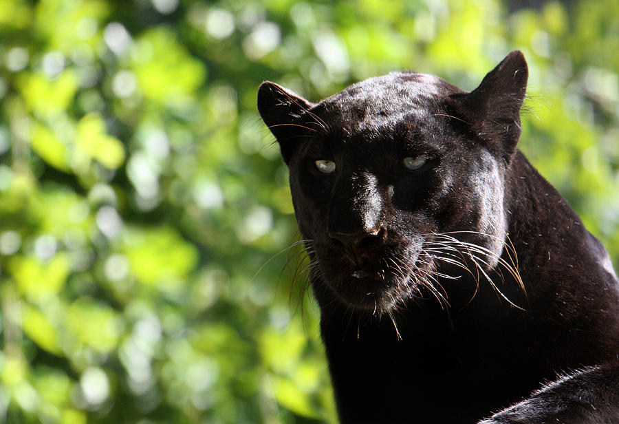 Ready To Pounce Photograph by Edward Roman | Fine Art America