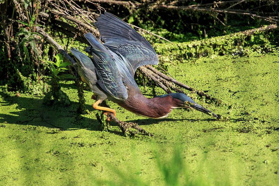 Heron Photograph - Ready to Pounce by Gary Hall