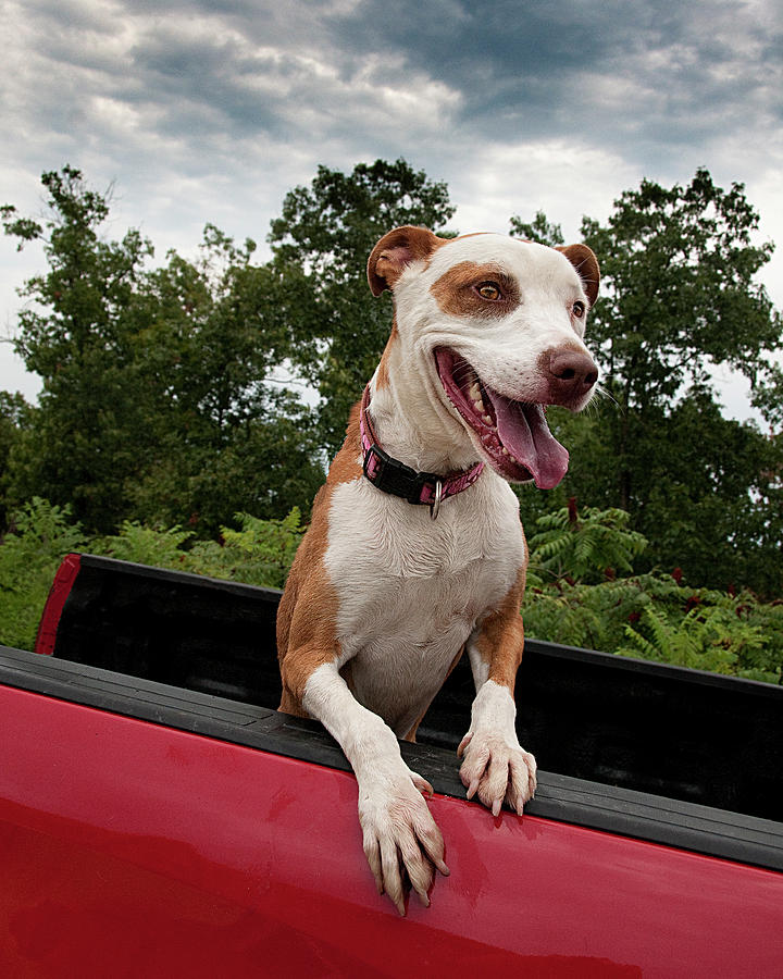 Ready to Roll - Pup in a Pickup Photograph by Mitch Spence