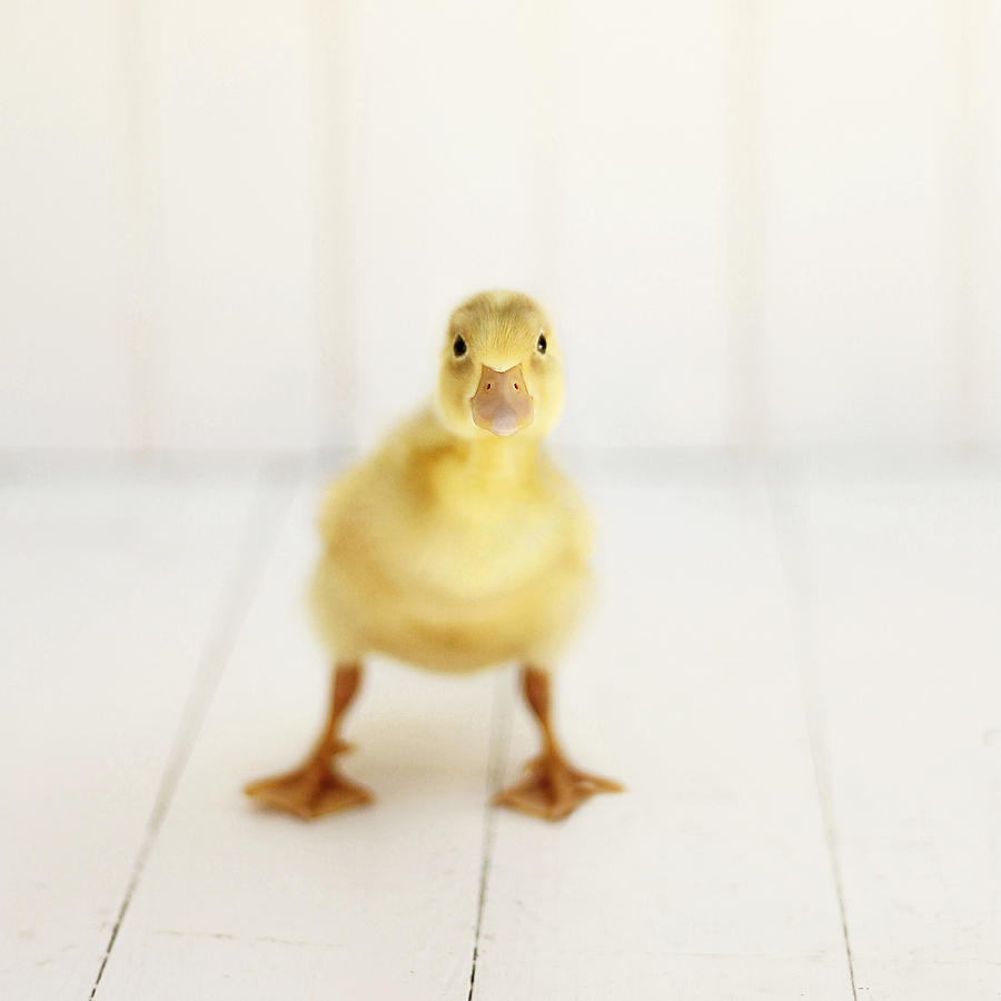 Duck Photograph - Ready to Rumble - Square Version by Amy Tyler