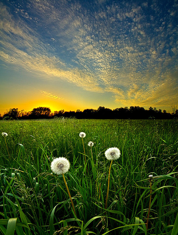 Ready to Seed Photograph by Phil Koch - Fine Art America