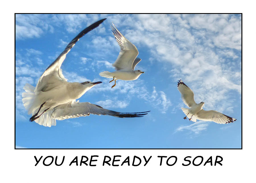 Seagull Photograph - Ready to Soar by Geraldine Alexander