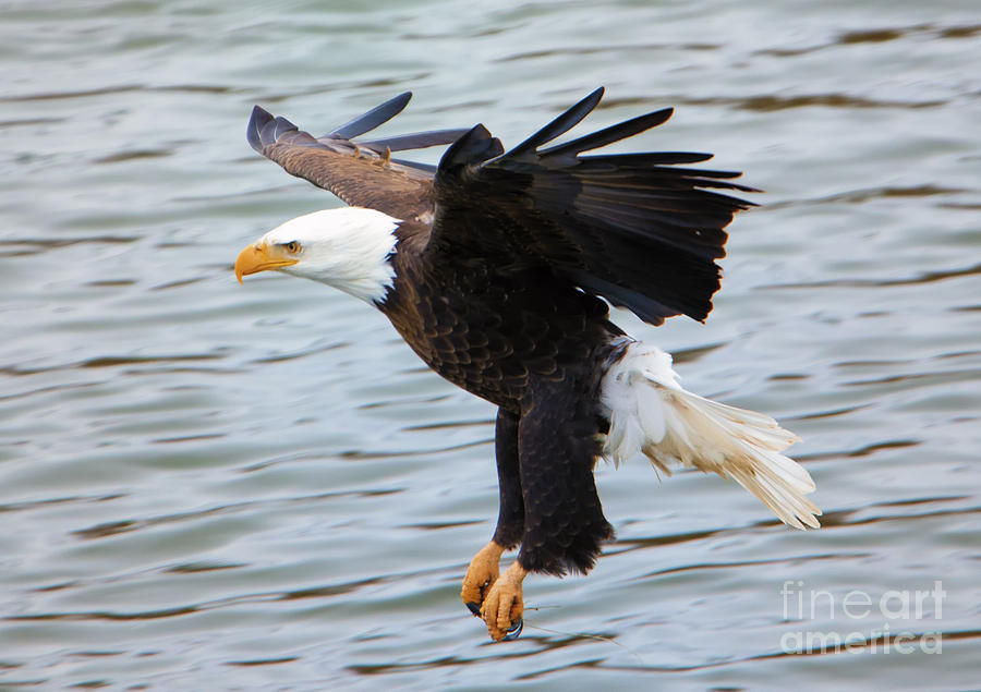 Eagle Photograph - Ready to Strike by Michael Dawson