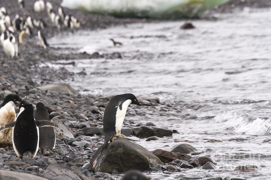 Ready to swim, adelie penguin, shoreline Photograph by Karen Foley