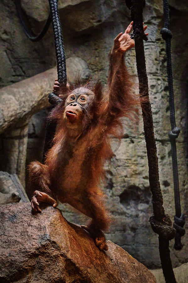 Ready to Swing - Orangutan Photograph by Nikolyn McDonald