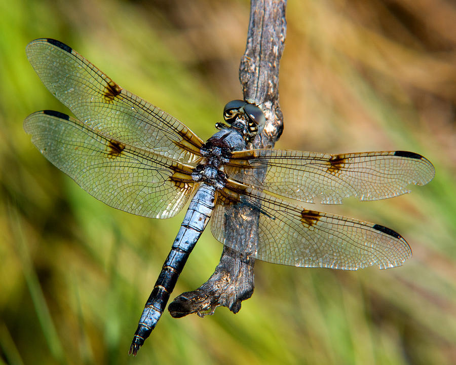 ready-to-take-flight-photograph-by-bob-bailey-fine-art-america