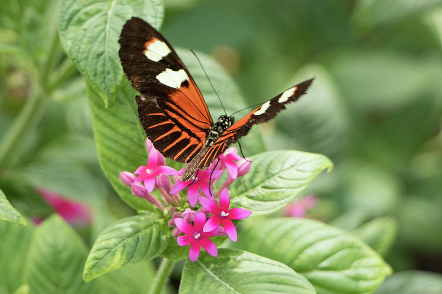 ready-to-take-flight-photograph-by-kristina-kruskol-fine-art-america