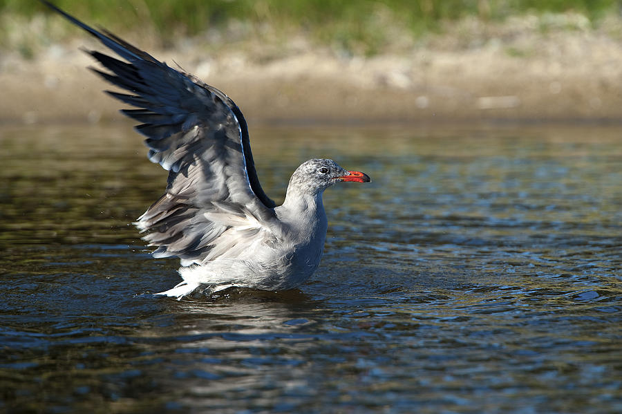 Seagull Photograph - Ready to take off by Eyal Nahmias
