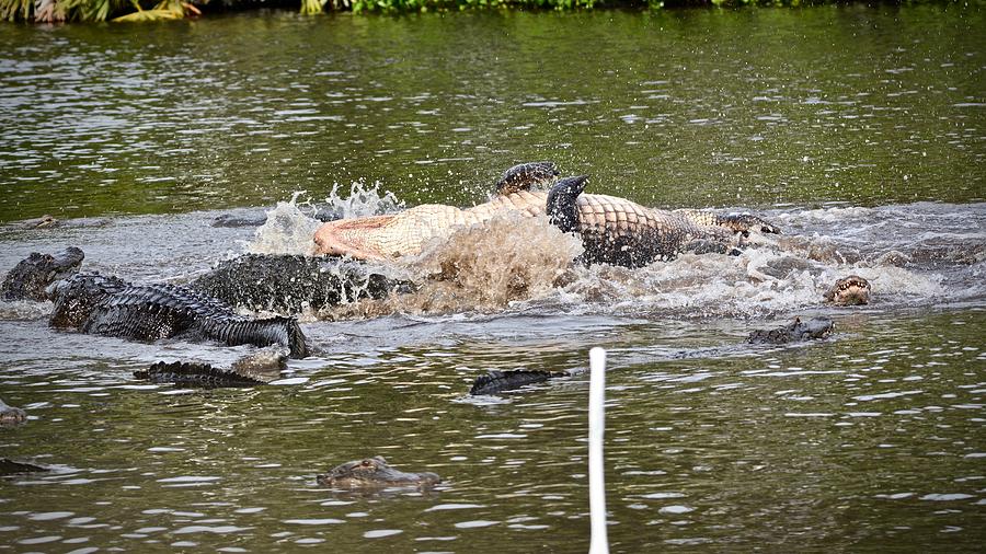 Real Alligator Wrestling Photograph by Carol Bradley