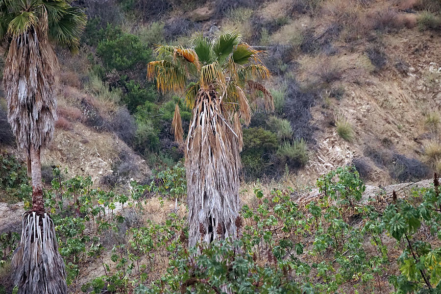 Real Palm Tree Photograph by Kenneth James