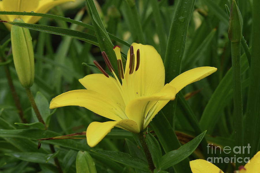 Really Beautiful Yellow Lily Growing in Nature Photograph by DejaVu Designs