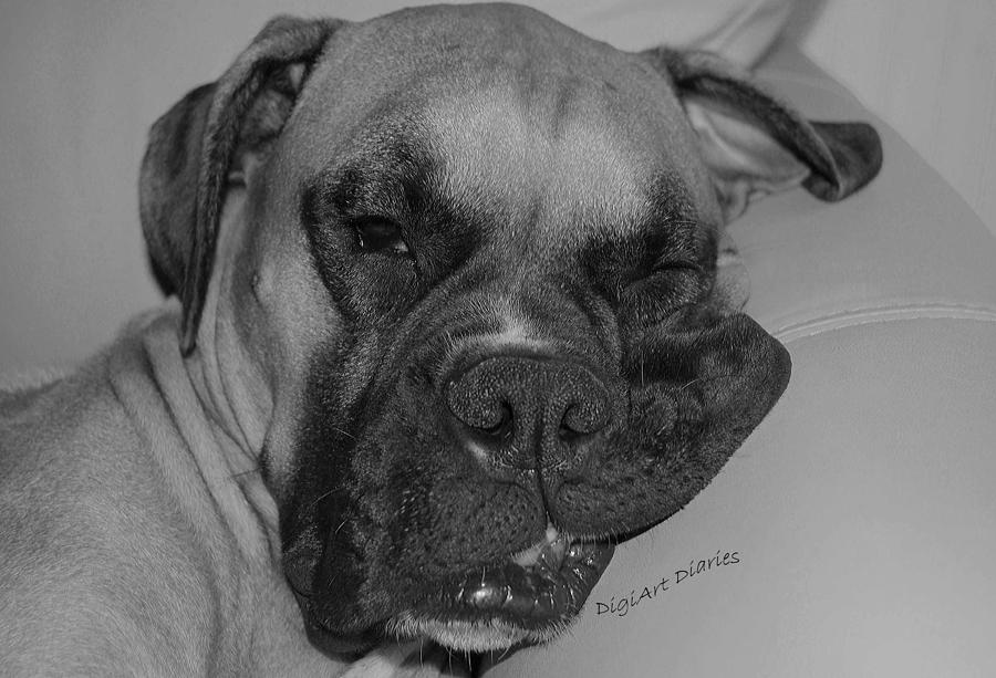 Black And White Photograph - Really Comfy by DigiArt Diaries by Vicky B Fuller