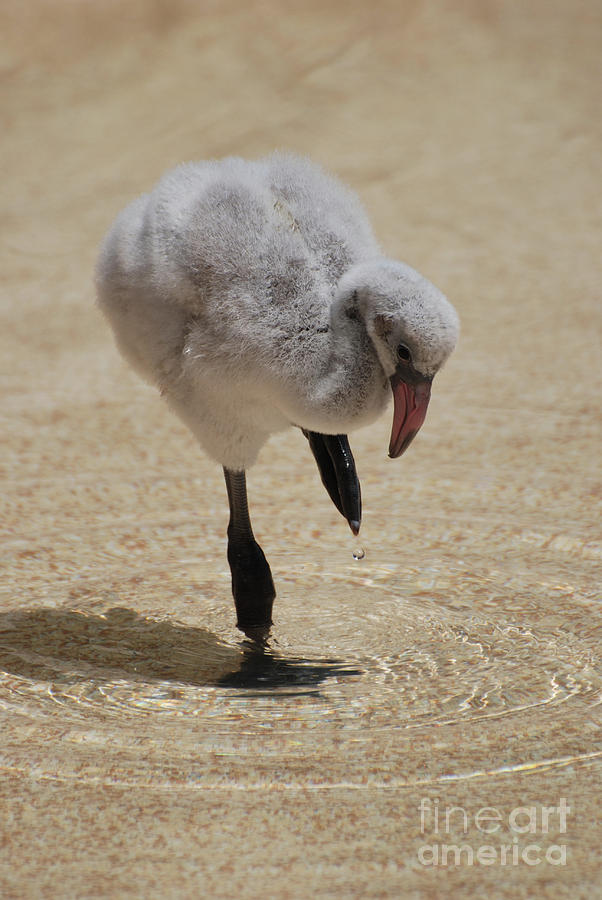 Really Cute Baby Flamingo Photograph by DejaVu Designs