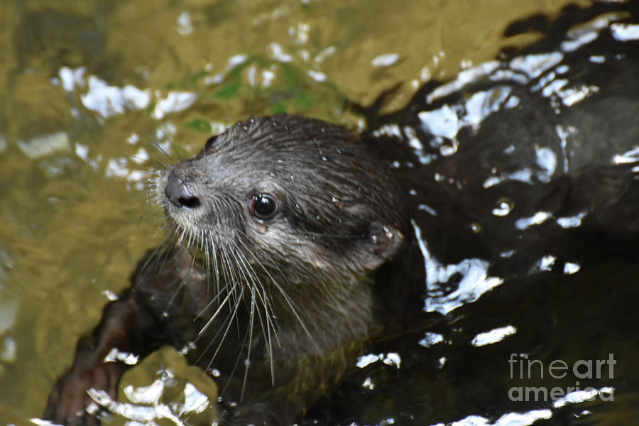 Really Cute Face of a River Otter Peaking Up Photograph by DejaVu Designs