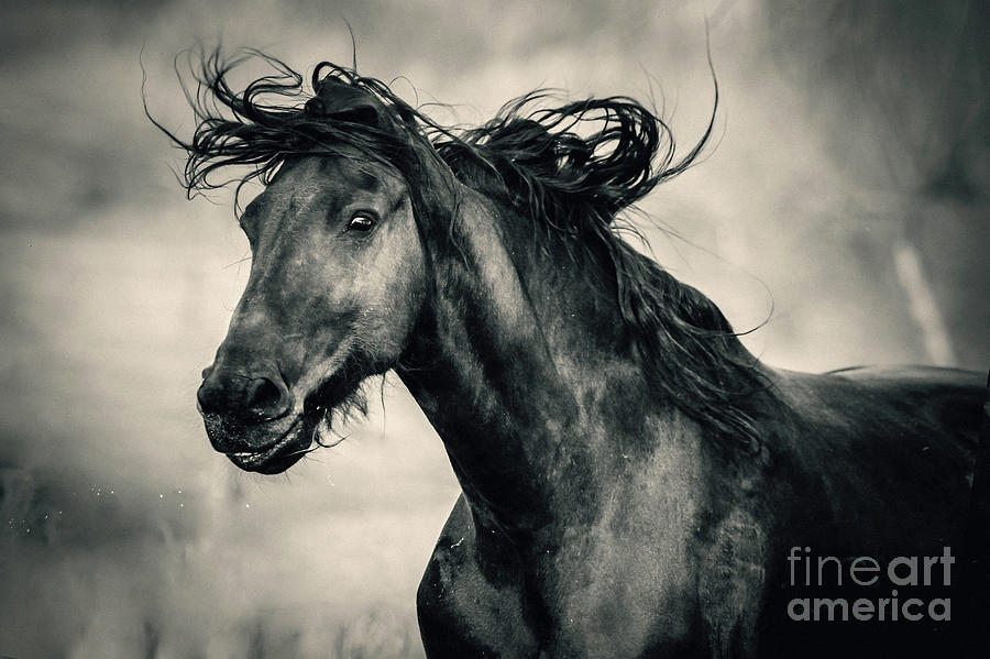 Really happy horse Equestrian emotions Photograph by Dimitar Hristov