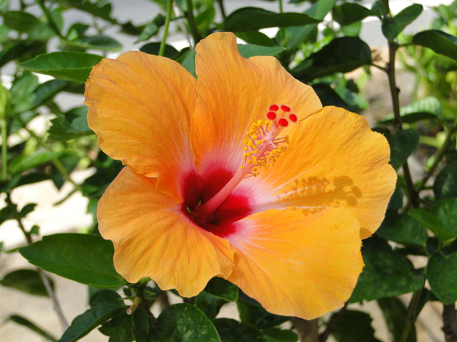 Really Orange - Hibiscus Photograph By Carol Reynolds