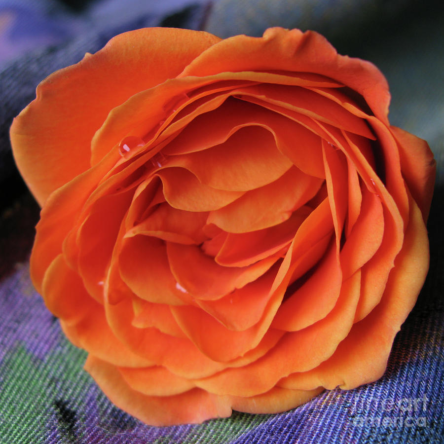 Really Orange Rose Photograph by Ann Horn