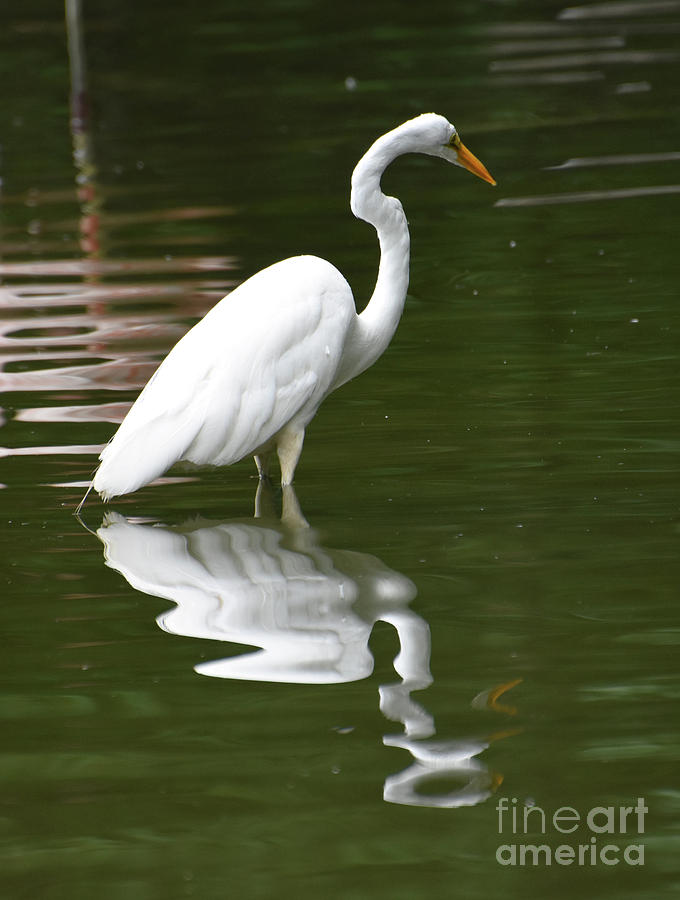 Really Stunning White Heron in a Pond Photograph by DejaVu Designs