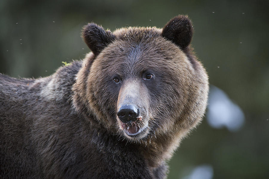 Up Close to a Grizzly Photograph by Bill Cubitt