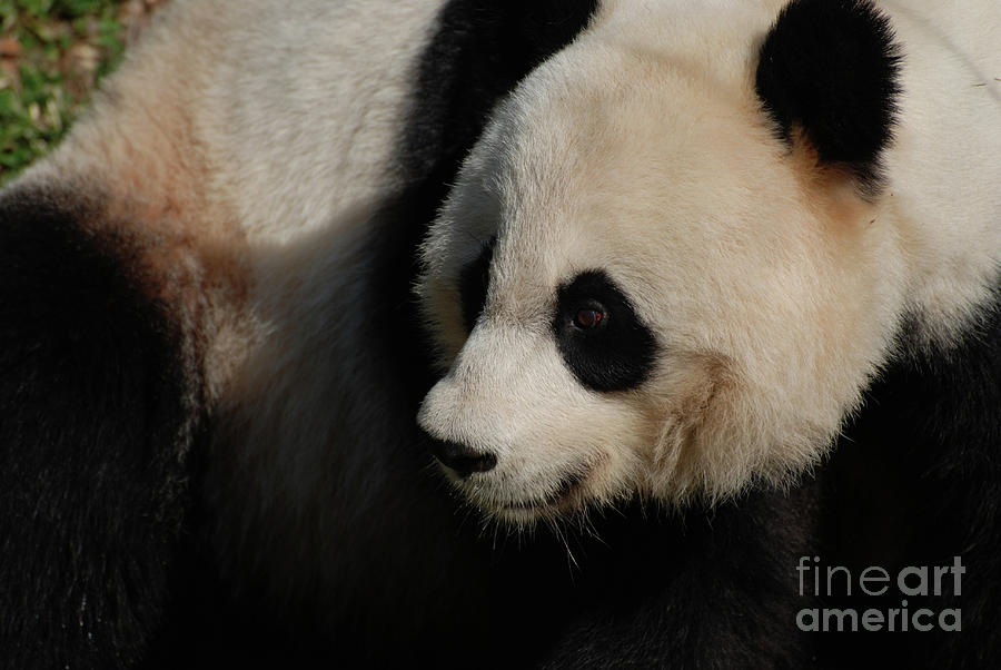 Nature Photograph - Really Up Close with the Face of a Giant Panda by DejaVu Designs