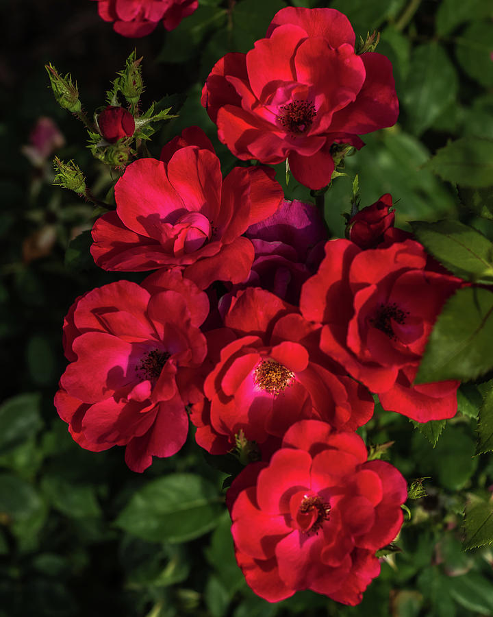 Really Wild Red Roses Photograph by Yeates Photography