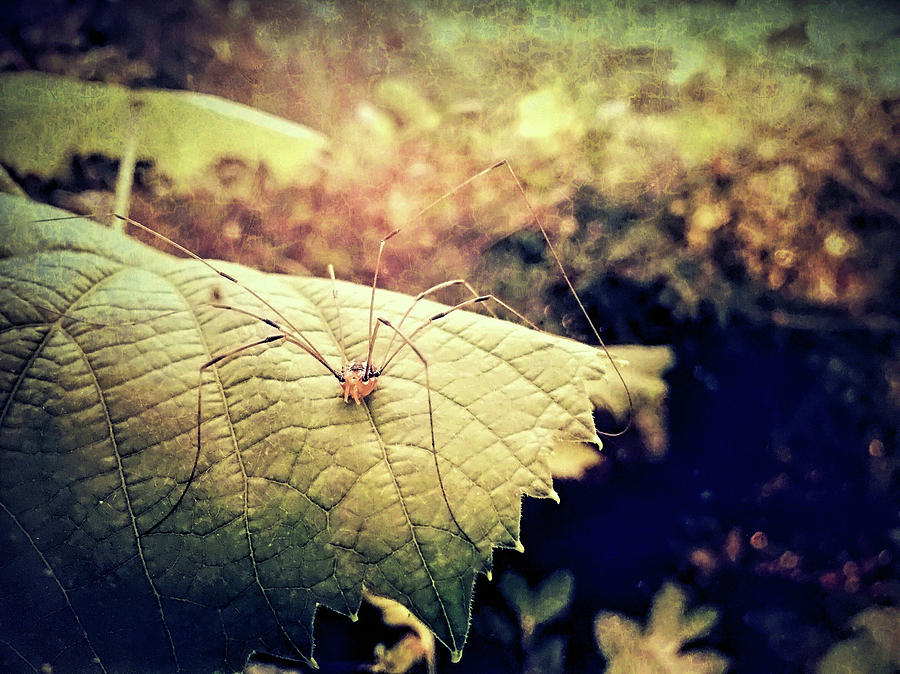 Realm of the Harvestman Photograph by Susan Maxwell Schmidt