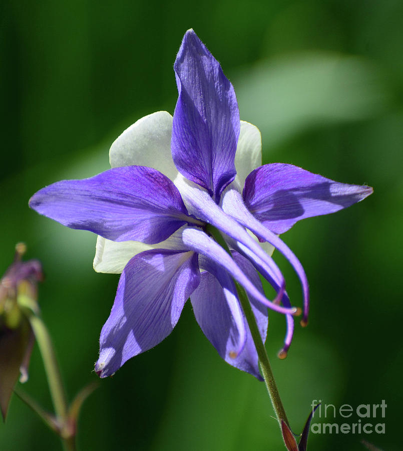 Rear View Columbine Photograph by Cindy Manero