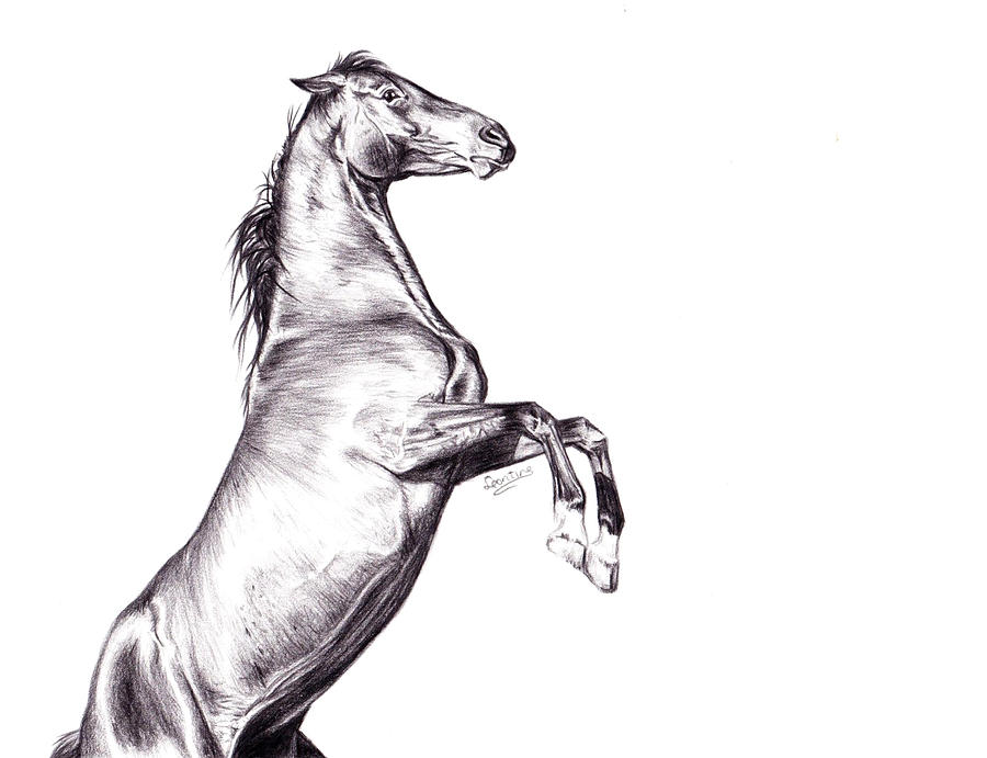 Rearing Horse Drawing by Leontine Van Vliet
