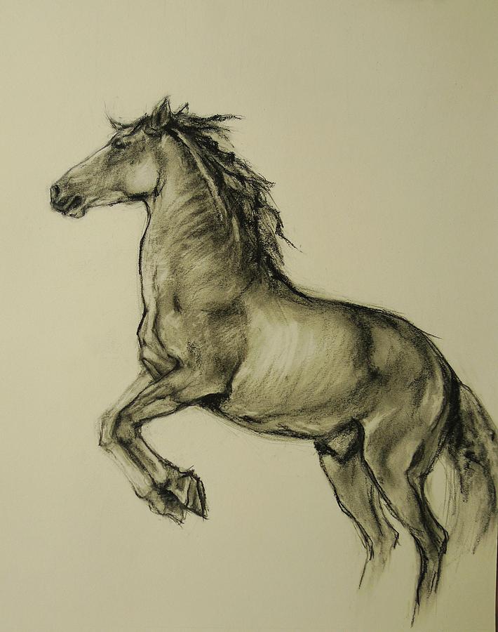 Horse Drawing - Rearing by Veronica Coulston