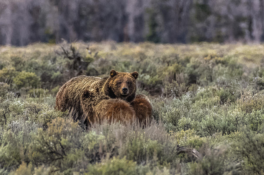 Reassurance From Mama Bear #610 Photograph by Yeates Photography