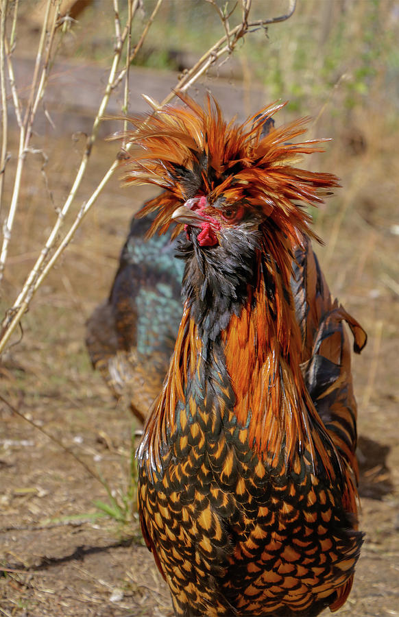 Rebel Rooster Photograph