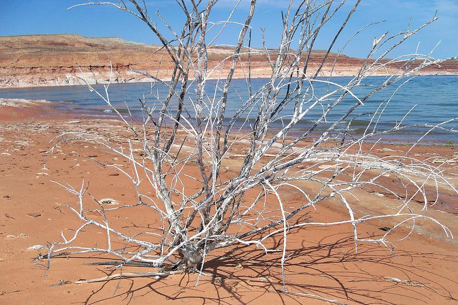Receding Waters at Lake Powell Photograph by Adrienne Wilson